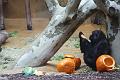 2015-10-22 06-07-01b